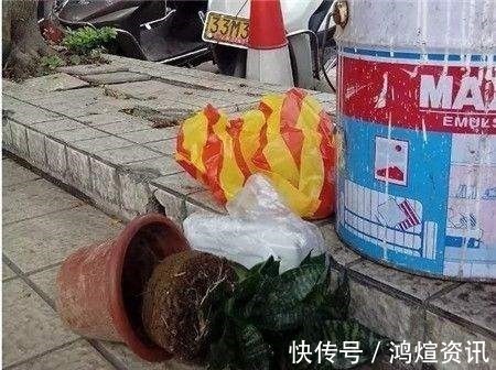 垃圾桶旁边一堆快死的花,到底该不该捡悄悄拎回家赚大发了