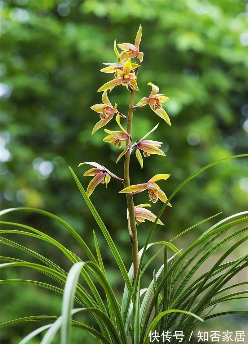 阳台上|高阶养兰：自制椰汁催芽液为兰花催芽，拿捏“细节”才是关键！