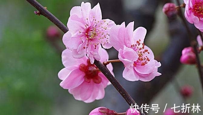 平平平仄仄&诗词欣赏/一剪梅（附悬联并求对）