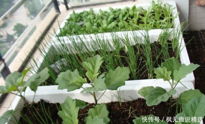“大阳台房”鸡肋？才不会，看我老婆种的花草、蔬菜，邻居都吃腻