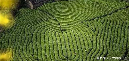 一老道士,随口对洋人说了句话,让中国茶叶彻底失去世界垄断地位