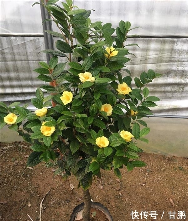 正在“消失”的稀有茶花，花大如盆，营养丰富，不养后悔一辈子