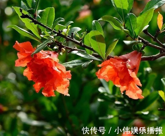 此花枝叶秀丽婀娜多姿，盛夏时节灿烂蓬勃，象征着红红火火的幸福