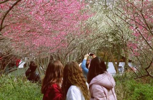 老年|咔嚓，来一张全家福！杭州新春高颜值拍照打卡地大搜罗