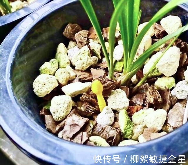 兰花盆内长蘑菇的原因,及对兰花的影响,和处理方法!