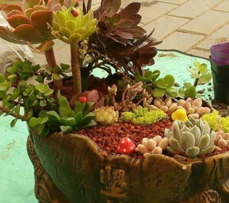 多肉变老桩，选盆不能凑合，用大盆效果差，教你不用颗粒土养好