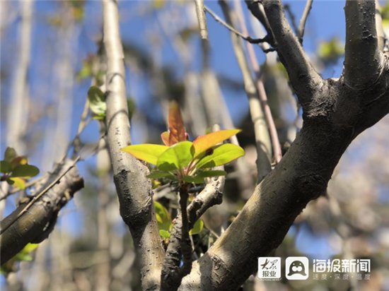 组图丨阳春三月 济宁太白楼的花儿开了