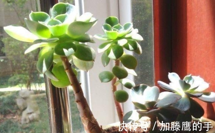 多头|单头肉肉很难看,学会4个方法,变成多头群生,出来状态超美