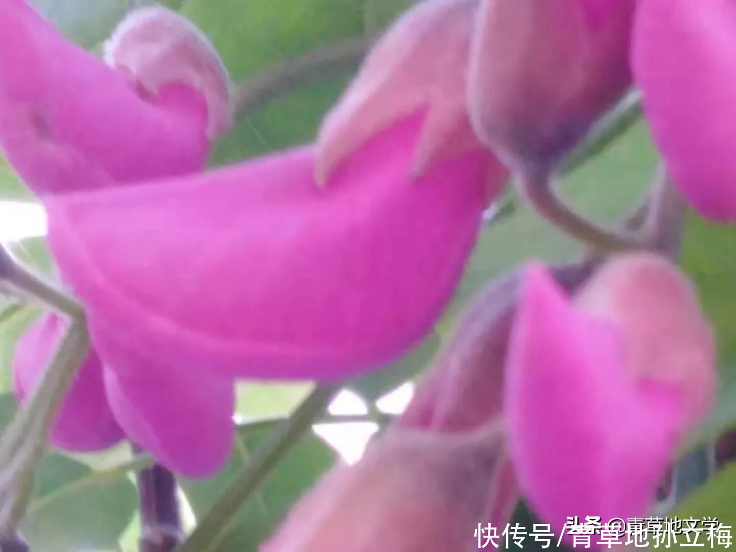 詩歌 五月 紫色的浪花 中國熱點