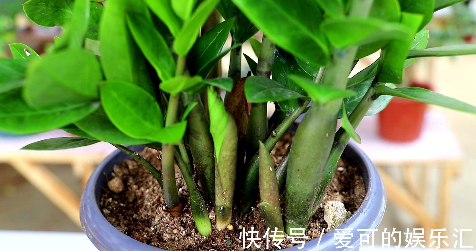 有名的“12种旺财花”,吉祥又大气,养成老桩更“旺家”