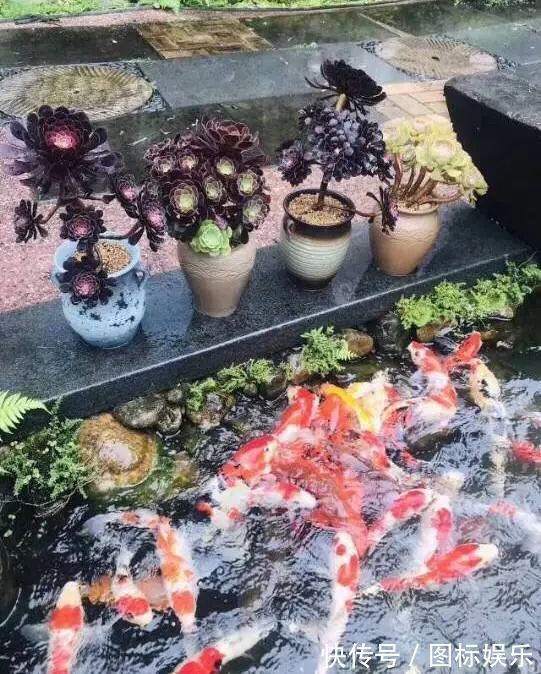 遇见,是一生!遇见多肉,是我的余生和全部!