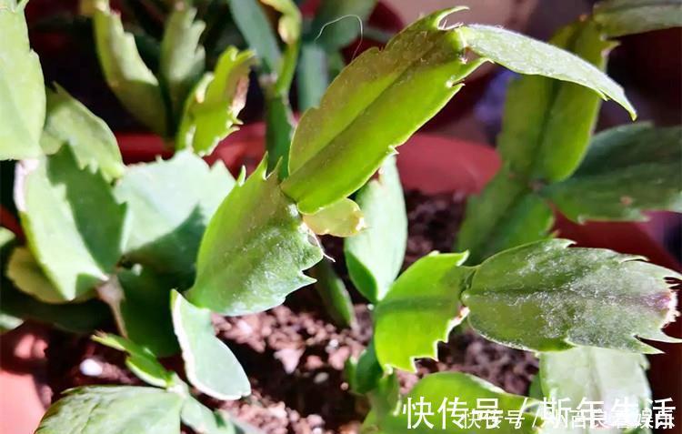 蟹爪兰|蟹爪兰叶子“打焉”，用这个“小方法”，叶片肥厚，长势更旺