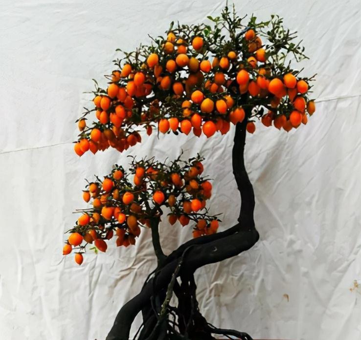 野果|5种农村常见的毒果,长相诱人但要牢记不能吃,认识不吃亏