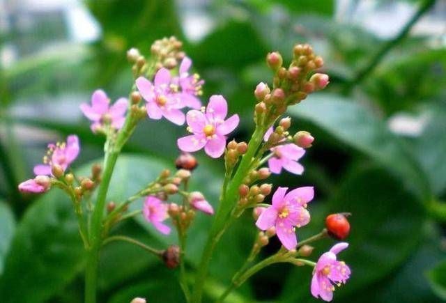 乡间土生土长的人参是一种高级补品,滋补强身,价值连城