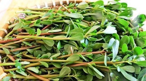 植物|医生提醒:平时比较常见的这5类野菜,尽量少吃,别再当成宝