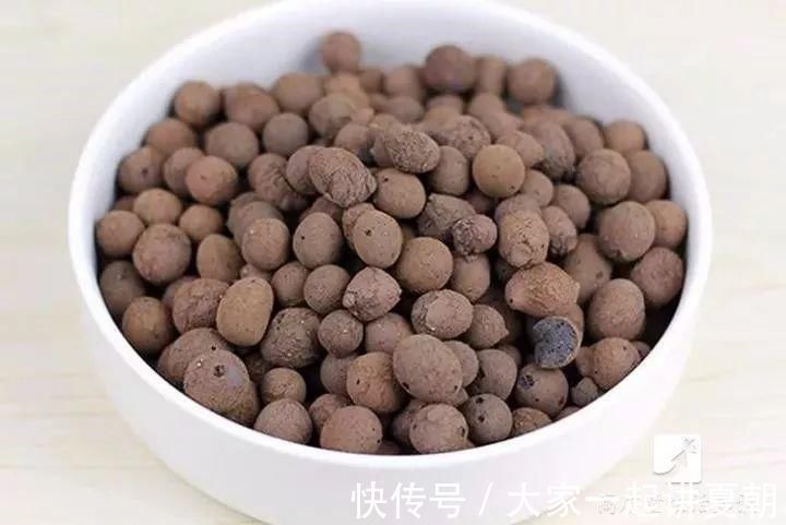 木炭|盆栽底下垫上这4种,告别“植物杀手”称号!