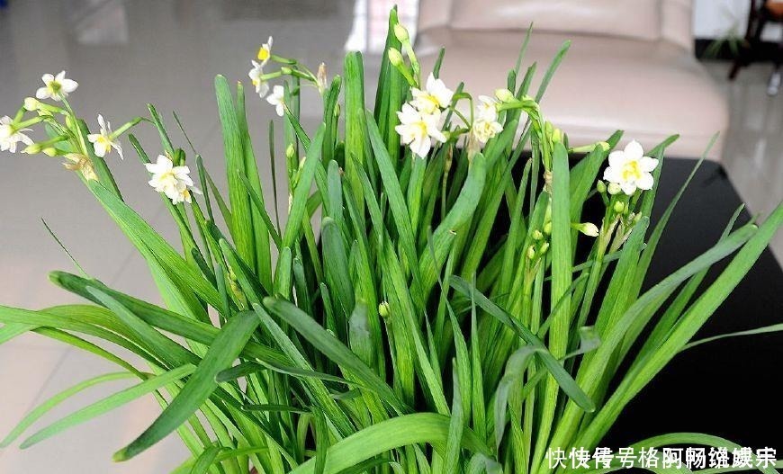 马蹄莲马蹄莲|这“4种”花再便宜也别养,个个是“毒花”,看完赶紧搬走