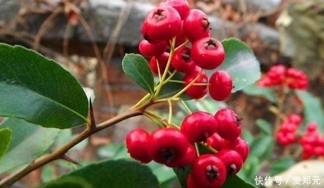 蛇泡草|农村这四种野果是小时候的最爱,如今很少见了,你吃过几种呢?