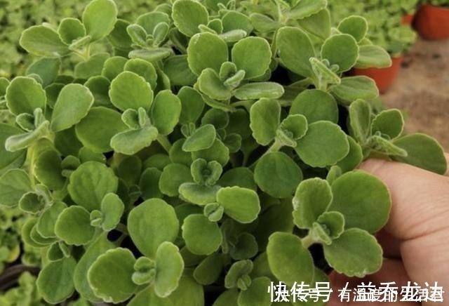 客厅异味重不用喷香水,放上“1种花”,一整年有“香气”,值!