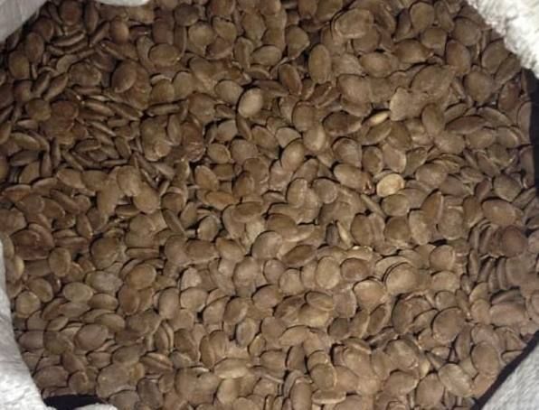 麻籽|君子兰其实很好养,在花盆加点这东西,花开不断,长得那叫一个旺