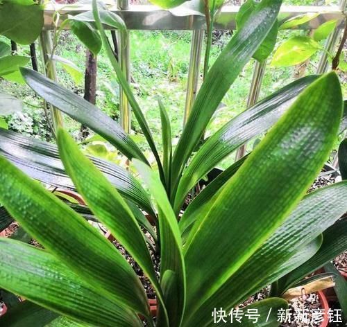进入7月养君子兰，1看2做3注意，叶绿根壮，花开一茬又一茬