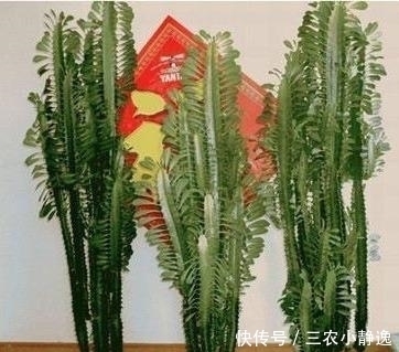 家里养花“讲究大”，2种花“镇宅”, 2种花旺家，要养起来