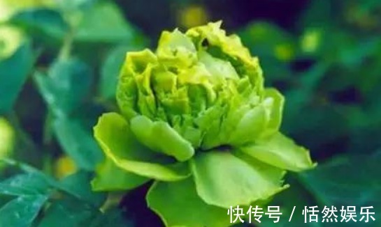 花草匠|养花就养“它”，花如绣球，色如青豆，国色天香，是牡丹花中珍品