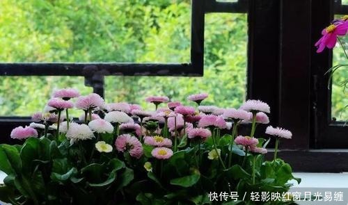 把这种调味料捣碎了养花,专治烂根、黄叶和虫害,花疯长撑爆盆!