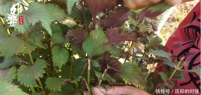 正宗|正宗江南小吃,取了个吓跑食客的名字,老师傅说祖宗起的名不能改