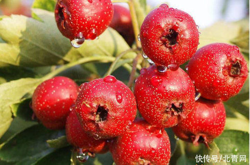 苏叶|食物吃多了怎么办，这么做有缓解作用