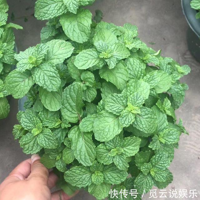 夏天养“3种绿植”，越晒越旺，越浇水越茂盛，叶绿，花多又美