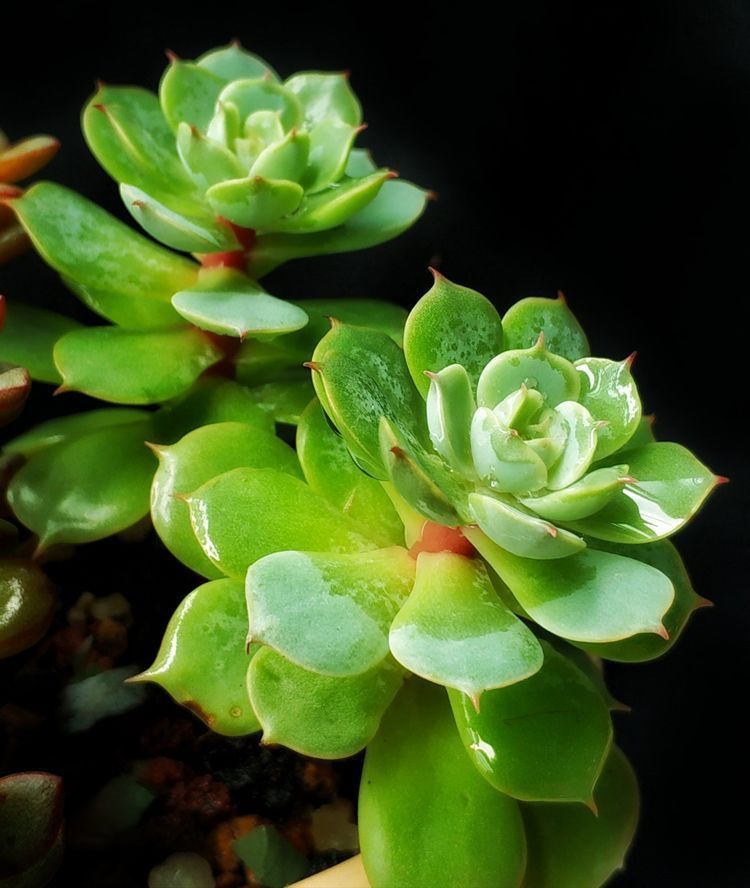 成长|与多肉一起走过的日子，见证多肉的成长过程！