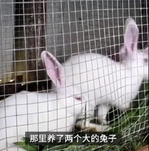  兔子|1岁男童被兔子咬断手指，家人杀兔取指为时已晚，表示3天没喂过