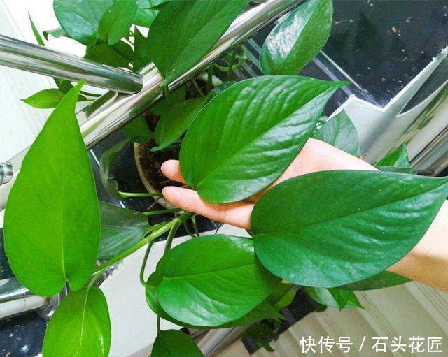 花盆|给绿萝“只浇水”永远也养不好用上3种肥料,叶子油绿、向外冒
