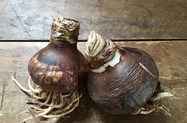 种植|秋天来了,最适宜种植的鳞茎类花卉你有种植吗