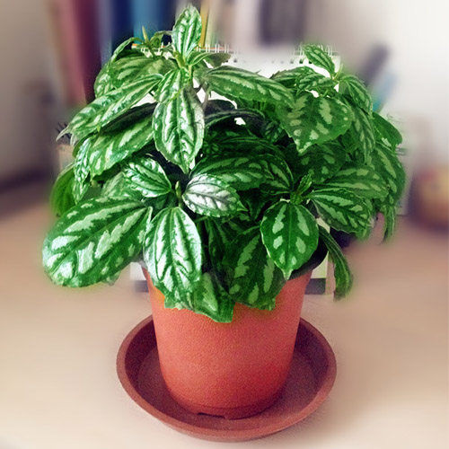 4种喜阴花,家里光照不好也能养,叶子比花还漂亮,是盆栽佳品