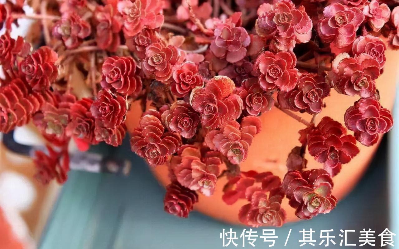 这“三多肉”不怕冻,越冷越美出状态,零下30℃也能缀满一大盆