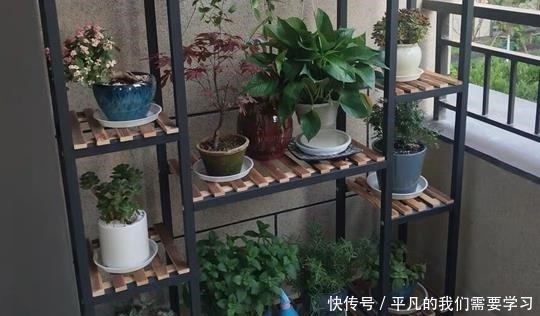 什么残茶水、蚯蚓粪都不如它,往盆里埋10滴,叶子油亮开花旺!