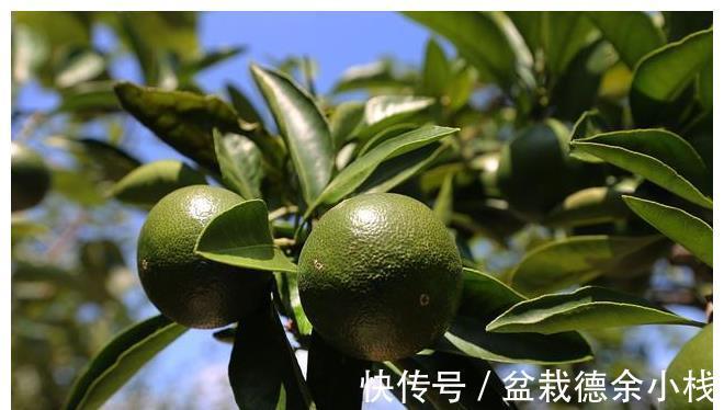 小事|白露前后，记得多吃“5种水果”，少做“3件小事”，秋冬少生病