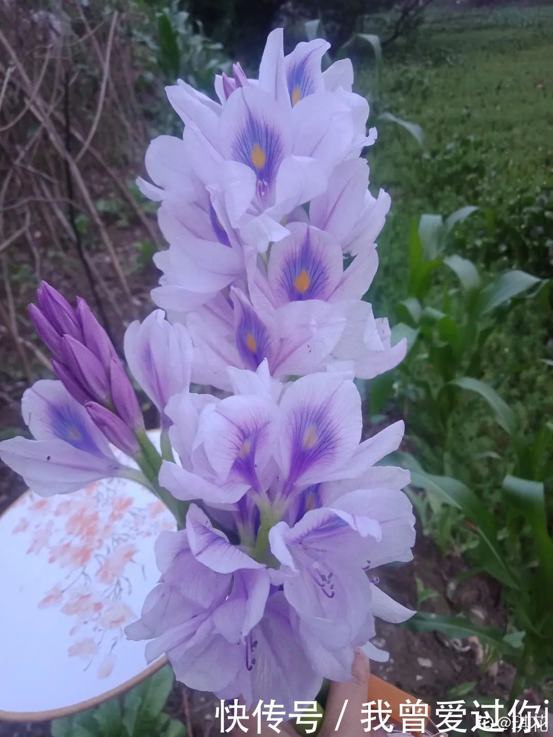 养花知识这花是个大“祸害”,20元一棵还有人买,到底为啥