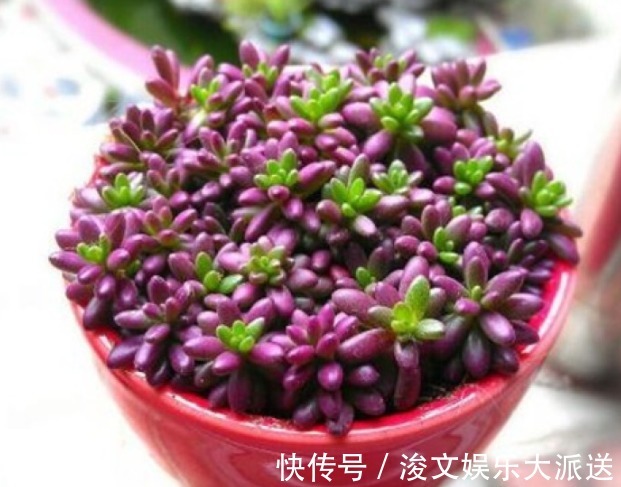 迷人|紫色好养活的多肉，外形漂亮迷人，掌握这些方法爆盆很常见