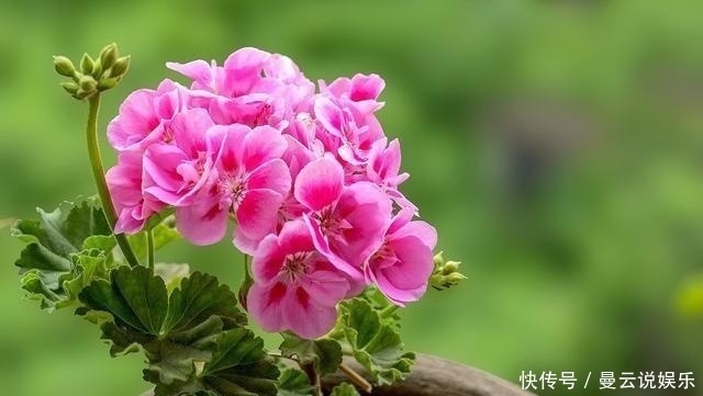 香花|家里种上这5种香花，一年四季不出门都能闻到花香