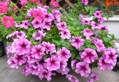 一年不见,姥姥家的小阳台种上了几十盆花,开出花海美极了!