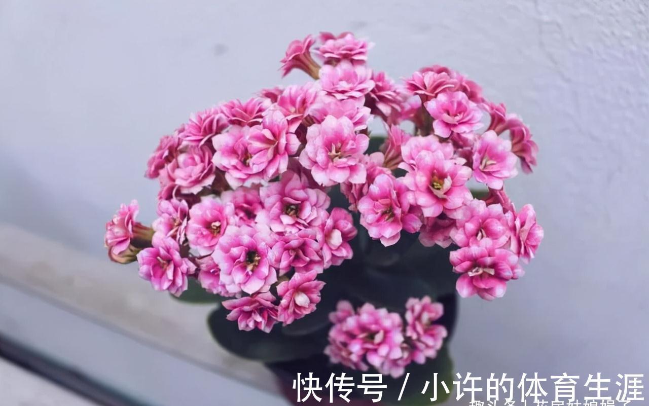 长寿花的花期到了,做好这6个方面,花苞密密麻麻,花朵开满了盆