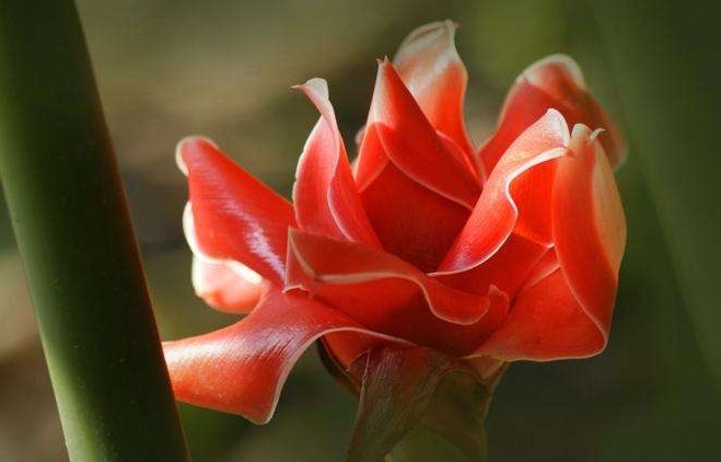 瓷玫瑰$此花花色十分妖娆艳丽,看起来似燃烧的火炬一般,象征着无缘的爱