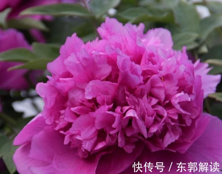 快扔掉家中发财树,真正好看还能净化空气的是这几种,高级又漂亮