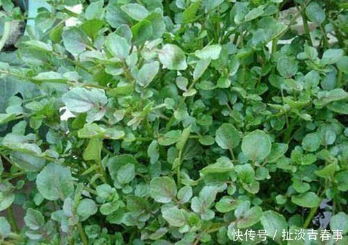 益脑|最适合女性的3种食物,美容养颜,延缓衰老,爱吃就赚到