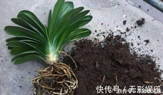 钙片|君子兰长得慢,给它吃一点“钙片”,根壮叶绿疯长,开成大花球