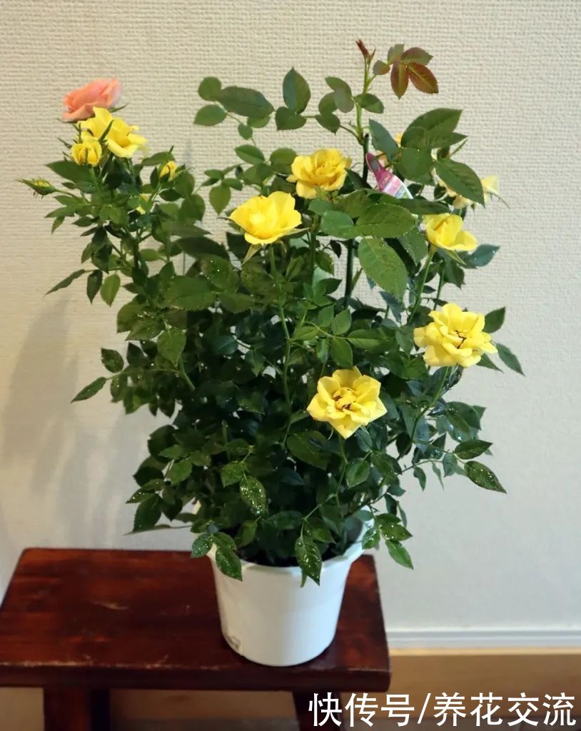 春季植物换盆指南，是带土换盆，还是适当去掉旧土呢？