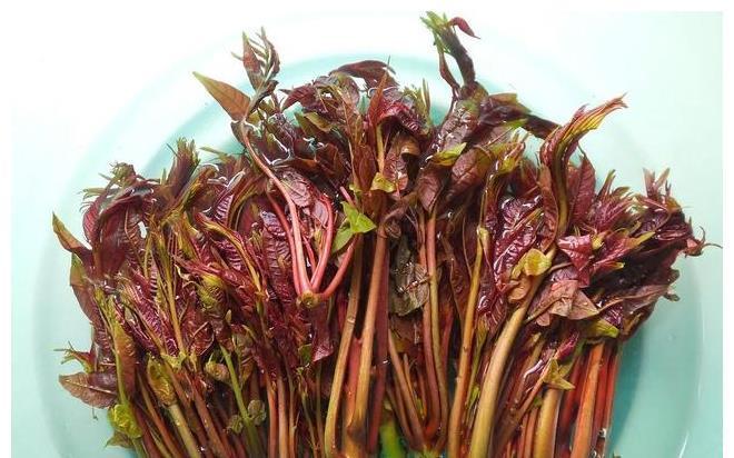 红芽|凉拌香椿芽时，需要先焯水吗？教你好吃的做法，香椿芽鲜美又入味
